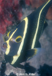 Juvenile angelfish, shot with a Nikonos RS and 50 mm Macr... by Alan G. Miller 